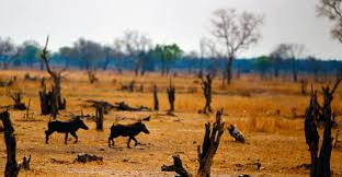 climate change impacts on wildlife of jharkhand