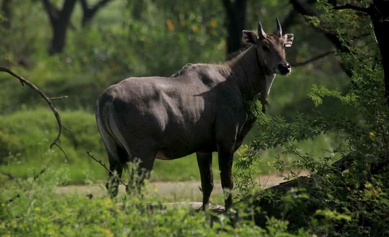 Exploring Jharkhand's Diverse Wildlife: A Journey into the Animal Kingdom