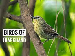 birds of jharkhand