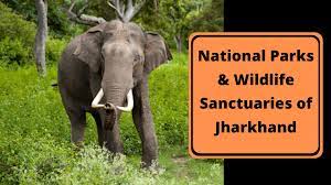 elephants of jharkhand